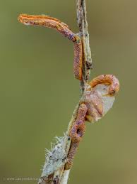 Attēlu rezultāti vaicājumam “Willkommlangea reticulata spores”