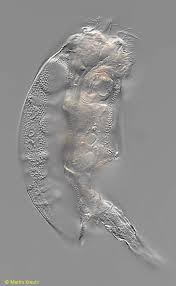 Attēlu rezultāti vaicājumam “Gloeocapsa rupestris”