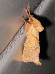 Attēlu rezultāti vaicājumam “Hepialus sylvina”