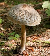 Attēlu rezultāti vaicājumam “Macrolepiota rhacodes var. bohemica”