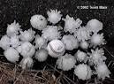 Hail Photos - Scott Blair