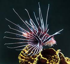 Image result for Pterois radiata