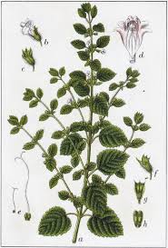 Attēlu rezultāti vaicājumam “Melissa officinalis”