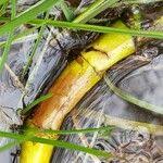 Attēlu rezultāti vaicājumam “Menyanthes trifoliata fruit”