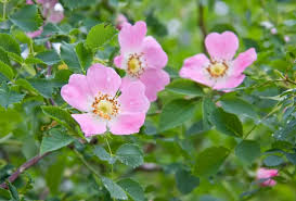 Image result for Rosa canina