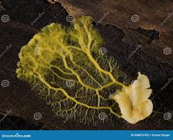 Attēlu rezultāti vaicājumam “Badhamia utricularis plasmodium”