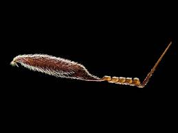 Attēlu rezultāti vaicājumam “Phronia sp. larva”