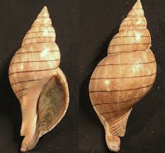 Image result for Cinctura hunteria