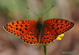 Attēlu rezultāti vaicājumam “Argynnis niobe”