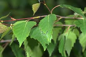 Attēlu rezultāti vaicājumam “Ortholepis betulae”