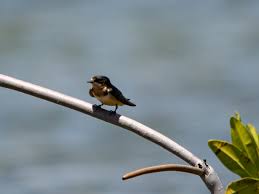 Image result for Petrochelidon pyrrhonota