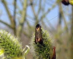 Attēlu rezultāti vaicājumam “Adela cuprella”