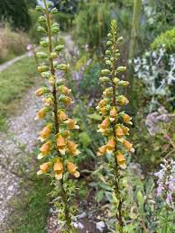 Image result for Digitalis ferruginea