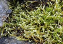 Attēlu rezultāti vaicājumam “Sciuro-hypnum curtum”