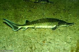 Image result for Acipenser oxyrinchus oxyrinchus