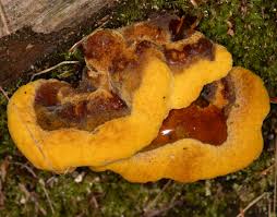 Attēlu rezultāti vaicājumam “Phaeolus schweinitzii”