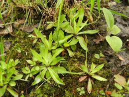 Attēlu rezultāti vaicājumam “Silene viscaria leaf”