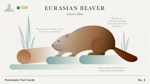 Image result for Castor fiber