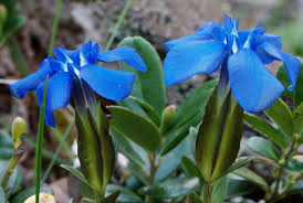 Image result for Enzian