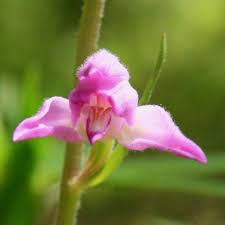 Attēlu rezultāti vaicājumam “Cephalanthera rubra bud”