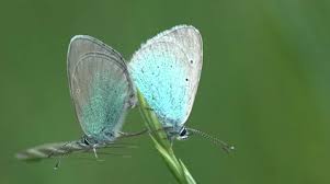 Attēlu rezultāti vaicājumam “Polyommatinae”