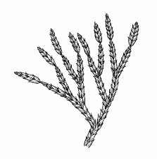 Attēlu rezultāti vaicājumam “Diphasium complanatum”