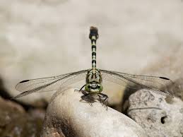 Attēlu rezultāti vaicājumam “Onychogomphus forcipatus”