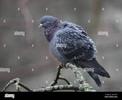 Attēlu rezultāti vaicājumam “Columba livia f. domestica adult”