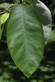 Attēlu rezultāti vaicājumam “Magnolia acuminata leaf”
