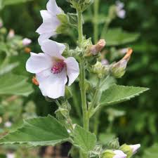 Image result for Althaea officinalis