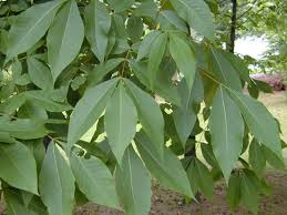 Attēlu rezultāti vaicājumam “Carya”