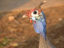 Attēlu rezultāti vaicājumam “Numida meleagris”