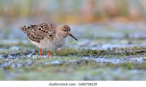 Attēlu rezultāti vaicājumam “Philomachus pugnax adult”