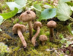 Attēlu rezultāti vaicājumam “Inocybe lanuginosa”