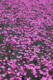 Image result for Dianthus gratianopolitanus