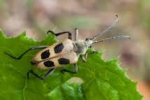 Attēlu rezultāti vaicājumam “Pachyta quadrimaculata”