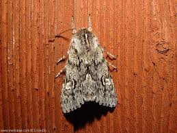 Attēlu rezultāti vaicājumam “Brachionycha nubeculosa”