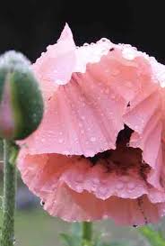 Attēlu rezultāti vaicājumam “Papaver”