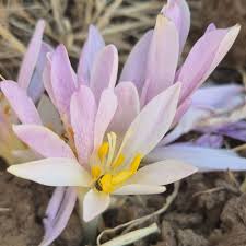 Attēlu rezultāti vaicājumam “Colchicaceae”