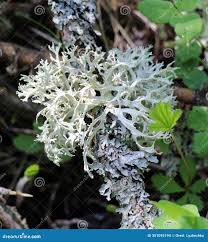 Attēlu rezultāti vaicājumam “Evernia prunastri”