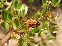 Attēlu rezultāti vaicājumam “Rhabdomiris striatellus imago”