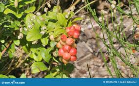 Attēlu rezultāti vaicājumam “Vaccinium vitis-idaea fruit”