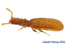 Attēlu rezultāti vaicājumam “Latridiidae”