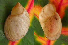 Attēlu rezultāti vaicājumam “Succinea”