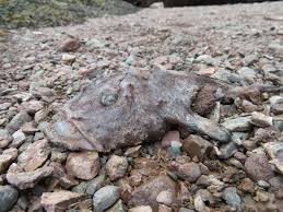 Image result for Lophius americanus