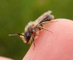 Attēlu rezultāti vaicājumam “Andrena haemorrhoa”