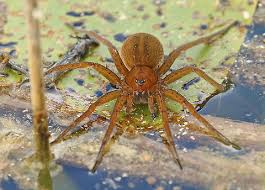 Attēlu rezultāti vaicājumam “Dolomedes fimbriatus”