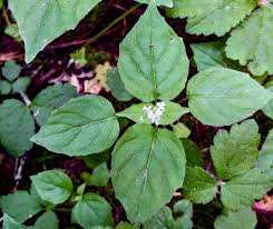 Attēlu rezultāti vaicājumam “Circaea alpina leaf”