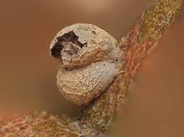 Attēlu rezultāti vaicājumam “Physarum bryomacrocarpum sessile”