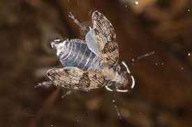 Attēlu rezultāti vaicājumam “Delphacidae”